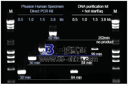 PCR试剂盒