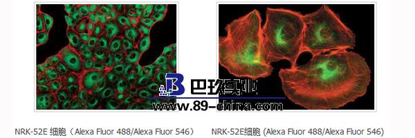 BX63显微镜