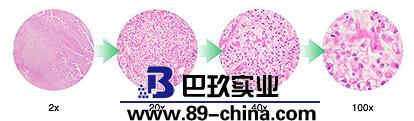 BX43-P 偏光显微镜