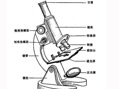 生物显微镜结构图